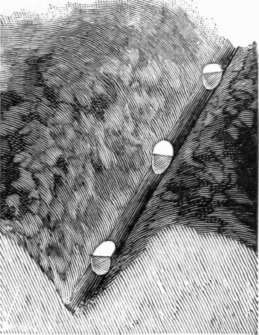 Seed pieces in place in the furrow opened by the Iron Age Planter