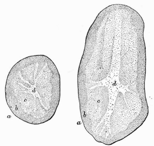 Transverse and longitudinal sections of the potato: