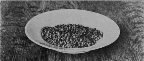 Fig. 22 - Dehydrated peas ready to be put in containers for storing.