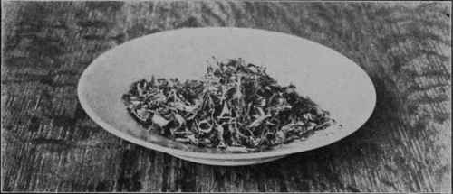 Fig. 21 - Dehydrated string beans ready to be put in containers for storing.