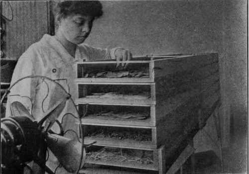 Fig. 17 - An electric fan and home-made wooden trays complete this simple but effective dehydrating plant in which several products may be dried quickly at one time.