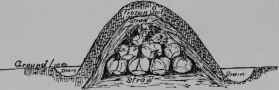 Fig. 29 - Well matured cabbage can easily be kept through the winter in an outside trench or pit. The heads are packed as shown, covered with straw or marsh hay, and as freezing weather approaches, gradually cover with soil. It is important not to put the soil on at first, as this will cause them to heat and spoil.