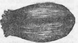 Fig. 1 Grain of wheat, showing outer coat of silex and woody fibre.