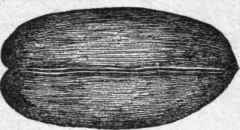 Fig. 2. Grain of wheat with bran coat removed.