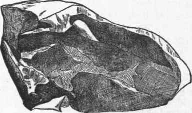 Fig. 24. Chuck Rib, with six ribs removed.