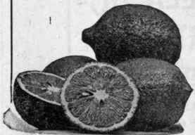 Fruit from which Foss' Pure Extract Lemon is made