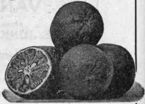Fruit from which Foss Pure Extract Orange is made