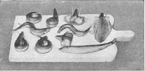 Smelts prepared for cooking.