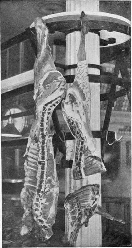 Side of Veal with Sweetbread Attached. Side of Lamb showing division into fore and hind quarter.