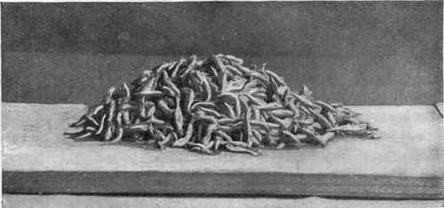 Whitebait