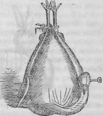 Trussed Pheasant.