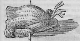 Trussed Pigeon for roasting