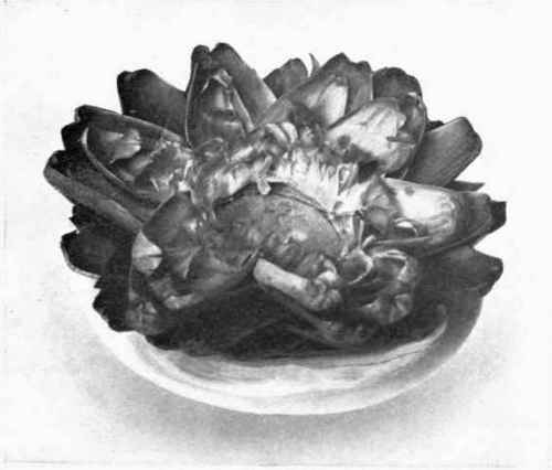 French Artichoke, Vinaigrette Sauce.