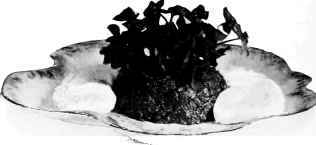 Cowslip and Cream Cheese Salad.
