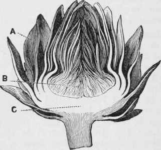 ARTICHOKE IN SECTION.