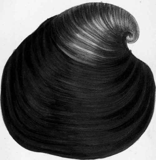 Isocardia Cor._Heart shell or Oxhorn Cockle