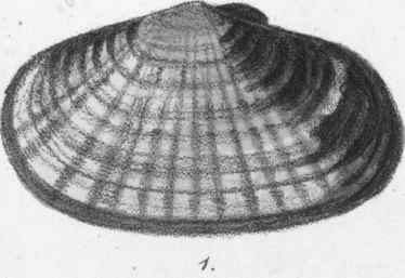Mactra Solida, or Trough shell