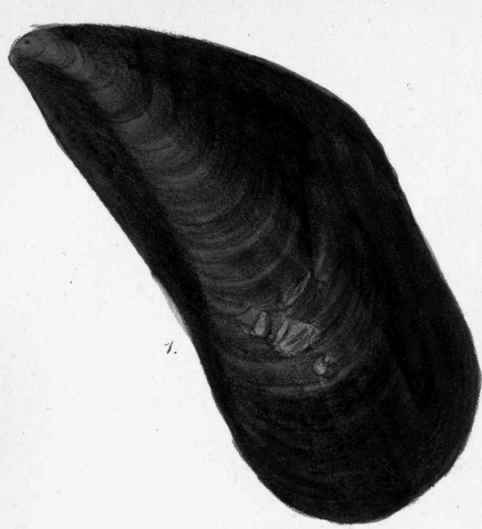 Mytilus edulis. Common Mussel