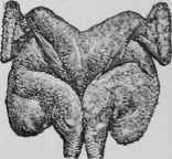 Chicken A La Delisle Broiled Poulet Grille A La De 373