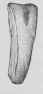 How To Carve Partridges Pour Decouper Les Perdreau 32