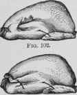 How To Dress Singe And Truss Poultry And Game For  122