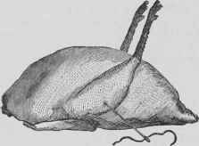 How To Dress Singe And Truss Poultry And Game For  124