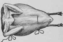 How To Dress Singe And Truss Poultry And Game For  125