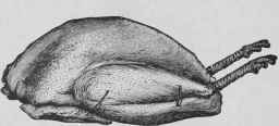 How To Dress Singe And Truss Poultry And Game For  126