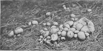 Macedoine A La Montigny Macemoine A La Montigny 571