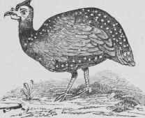 Pigeons A La Chartreuse Pigeons A La Chartreuse 398