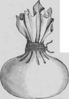 Plum Pudding St George Plum Pouding St George 604