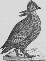 Prairie Hen (Grouse)   (Terras)