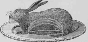 Rabbit In Surprise Lapin En Surprise 748