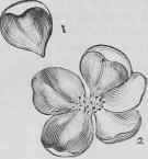 Recipes For Flowers Of Pulled Sugar Fleurs En Sucr 765