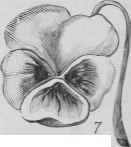 Recipes For Flowers Of Pulled Sugar Fleurs En Sucr 766