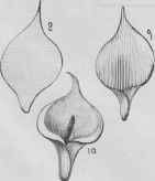 Recipes For Flowers Of Pulled Sugar Fleurs En Sucr 767