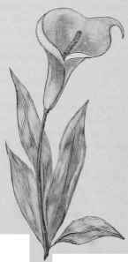 Recipes For Flowers Of Pulled Sugar Fleurs En Sucr 768