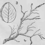 Recipes For Flowers Of Pulled Sugar Fleurs En Sucr 769