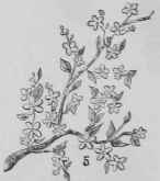 Recipes For Flowers Of Pulled Sugar Fleurs En Sucr 770