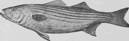 Striped Or Rock Bass A La Bercy Bass Raye Ou De Ro 304