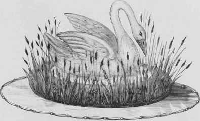 Swan With Reeds And Rushes Le Cygne Aux Roseaux 749