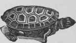 Terrapin A La Baltimore Terrapene A La Baltimore 302