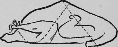 Chicken, trussed for roasting or braising.