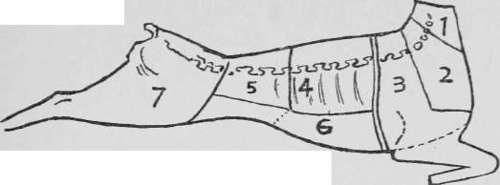 Diagram of the cuts of mutton and lamb.