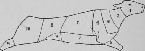 Diagram of the cuts of veal.