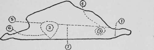 Method of cutting chicken for stew or fricassee.