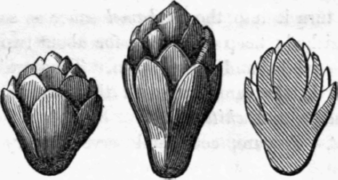 Radishes 25