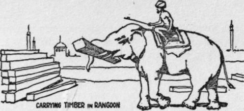 74 Kausaundi Pickle Americanized 12