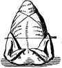 Boiled Fowl (back).
