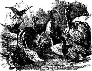 Poultry